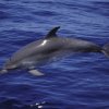 Tonina (Tursiops truncatus)